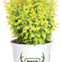 A potted ornamental plant with dense bright yellow-green foliage in a white plastic nursery pot. The pot features a green shield logo with antlers and the text 'DEER PROOF'.