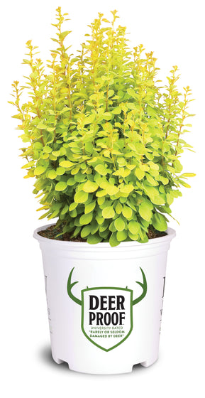 A potted ornamental plant with dense bright yellow-green foliage in a white plastic nursery pot. The pot features a green shield logo with antlers and the text 'DEER PROOF'.