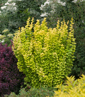 Sunjoy Gold Pillar® Barberry