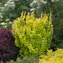 A garden scene with two rounded shrubs: a central bright yellow-green foliage bush and a darker burgundy shrub to the left, surrounded by other green plants and white flowers.