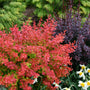 A vibrant red ornamental shrub in the foreground, with a dark purple plant and white daffodils in a garden setting.