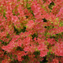 Close-up of a dense groundcover plant with small, rounded leaves in vibrant pinkish-red and green tones.