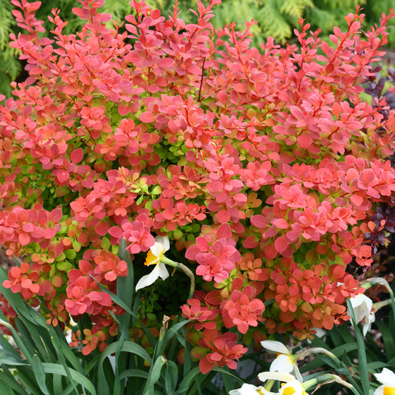 A dense shrub with bright coral-red flowers and green foliage, photographed in a garden setting with blurred greenery in the background and white daffodils at the bottom.