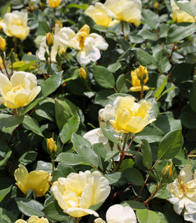 Sunny Knock Out® Rose