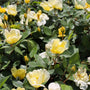 bright yellow roses on sunny knockout rose shrub