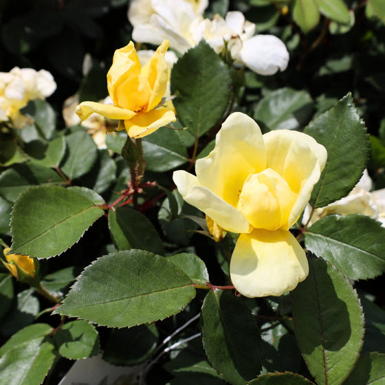 vibrant yellow cut flower