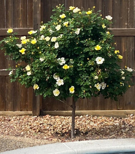 Sunny Knock Out® Rose – Tree Form