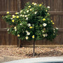 sunny knock out rose tree