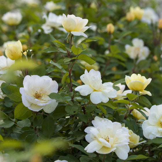 close up of sunny knockout rose blooms