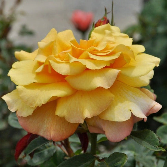 Sunny Sky Eleganza Hybrid Tea | Yellow Rose Bush | Garden Goods Direct