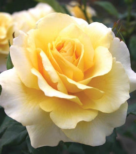 Sunny Sky Eleganza Yellow Rose Bush