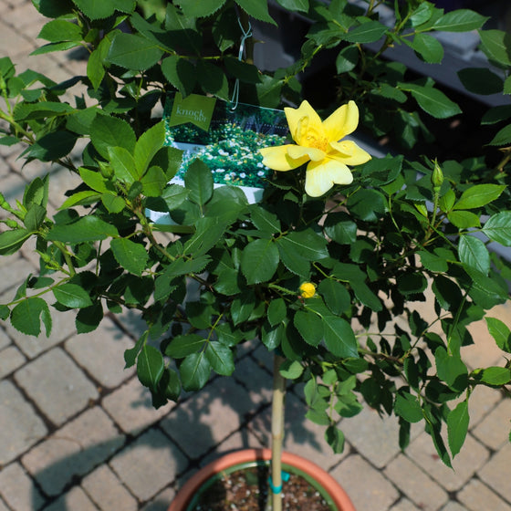 close up view of vibrant yellow bloom on sunny knockout rose tree