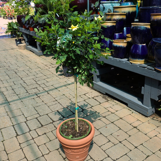 sunny knockout rose tree growing in a pot