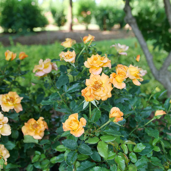 Sunorita® Rose