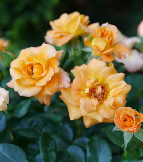 Sunorita® Rose