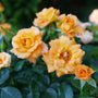 Sunorita® Rose