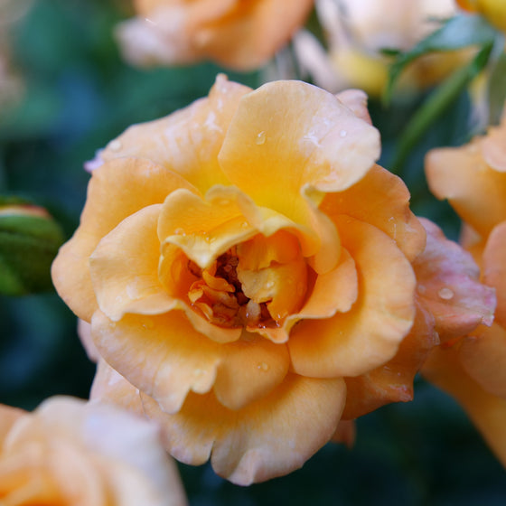 A close-up photograph of a peach-orange rose in full bloom, with water droplets on its petals and other blurred roses and green foliage in the background.