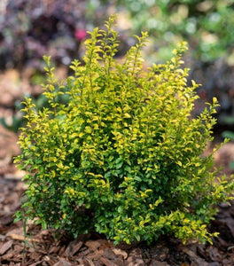 Sunshine Ligustrum
