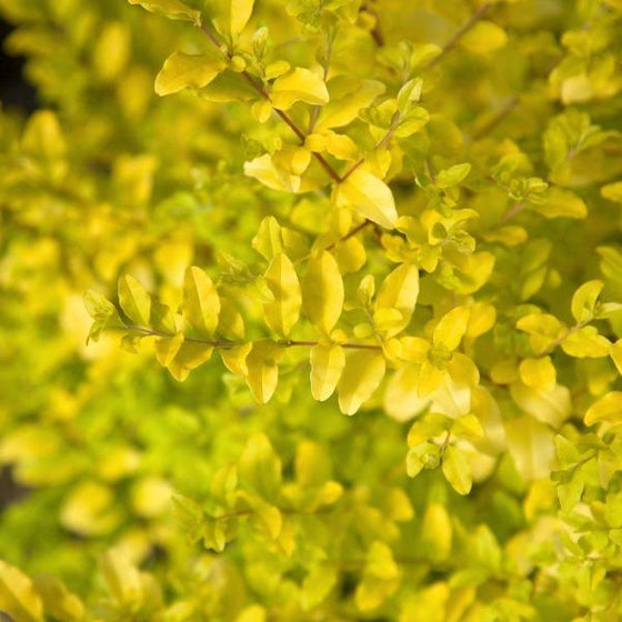bright yellow foliage on sunshine Ligustrum shrub