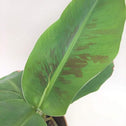 Super Dwarf Banana Plant, Musa acuminata for sale at Garden Goods Direct