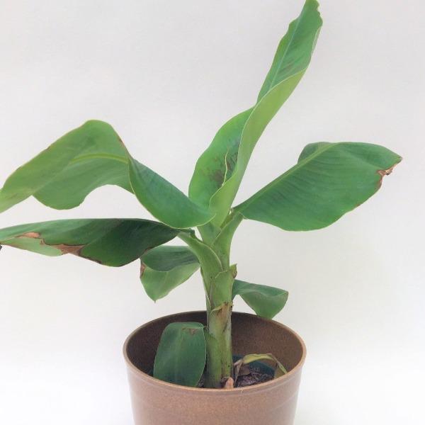 indoor banana plant for sale Super Dwarf Banana Plants for Sale