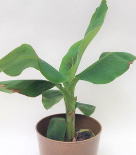 Super Dwarf Banana Plant