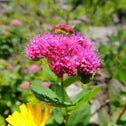 Close up of pink blossoms of Superstar Spirea shrub with green foliage background