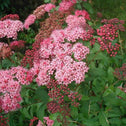 Superstar Spirea Shrub in full bloom with pink flowers and medium green foliage