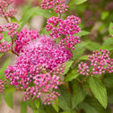 Superstar Spirea flowering shrub with bright pink flowers and light green leaves