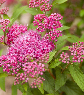 Superstar Spirea