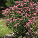 Mature Superstar Spirea Shrub with plentiful pink flower clusters atop long stems with green leaves