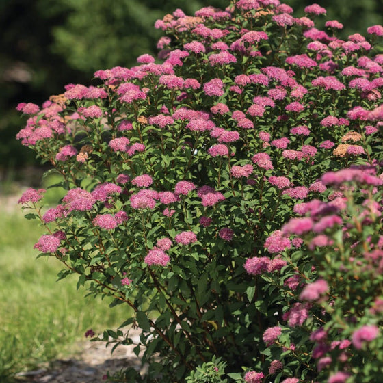 Mature Superstar Spirea Shrub with plentiful pink flower clusters atop long stems with green leaves