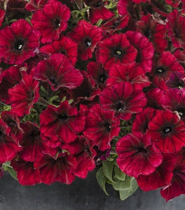 Supertunia Black Cherry