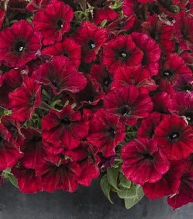 Supertunia Black Cherry