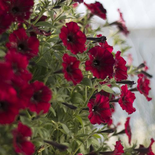 Supertunia Black Cherry Petunias For Sale