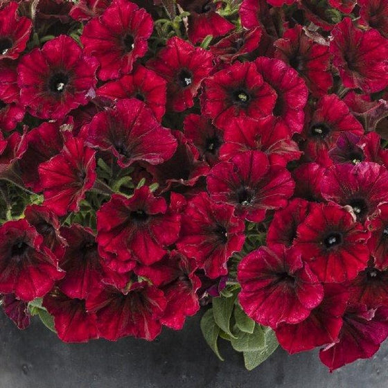 Black Cherry Supertunia