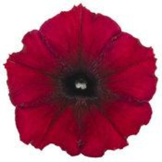 Close up of Supertunia Black Cherry