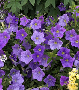 Supertunia Blue Skies