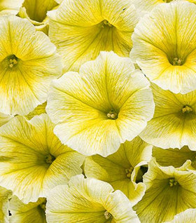 Supertunia Limoncello