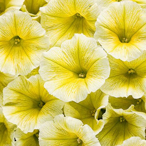 Supertunia Limoncello Yellow Petunia