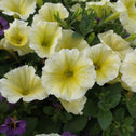 Yello Supertunia Limoncello with purple calibrachoa