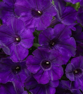 Supertunia Royal Velvet