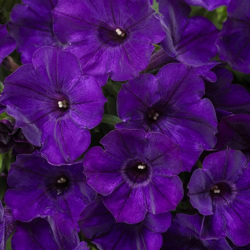 Deep Purple Flowers of Supertunia Royal Purple