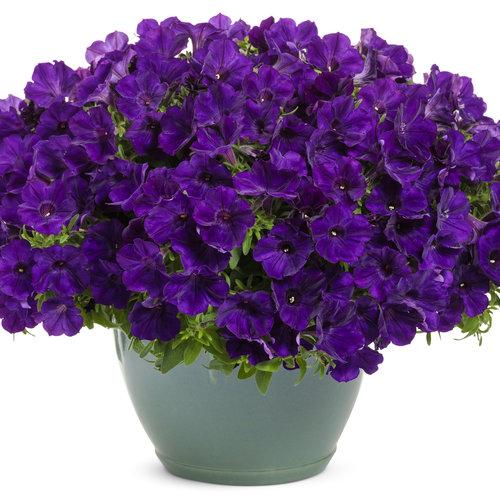 Royal Velvet in planter