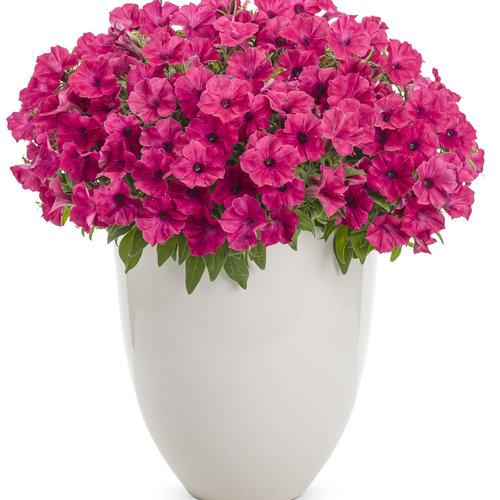 Supertunia Fuchsia in white pot