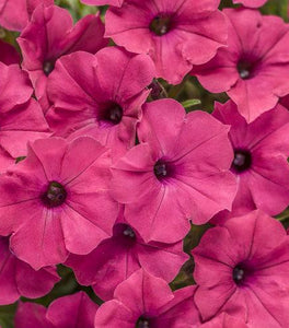 Supertunia Vista Fuchsia