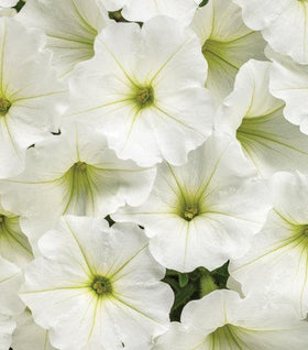 Supertunia Vista Snowdrift