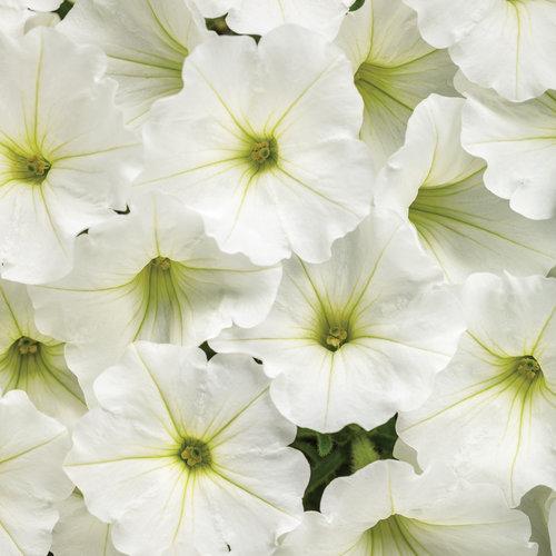Supertunia Vista Snowdrift flowers
