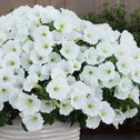 Supertunia Vista Snowdrift  in a pot