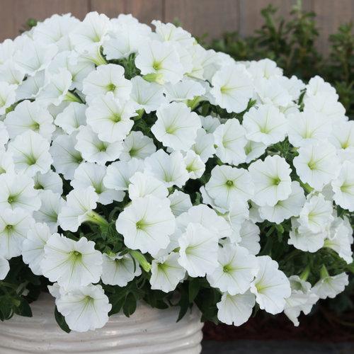 Supertunia Vista Snowdrift  in a pot
